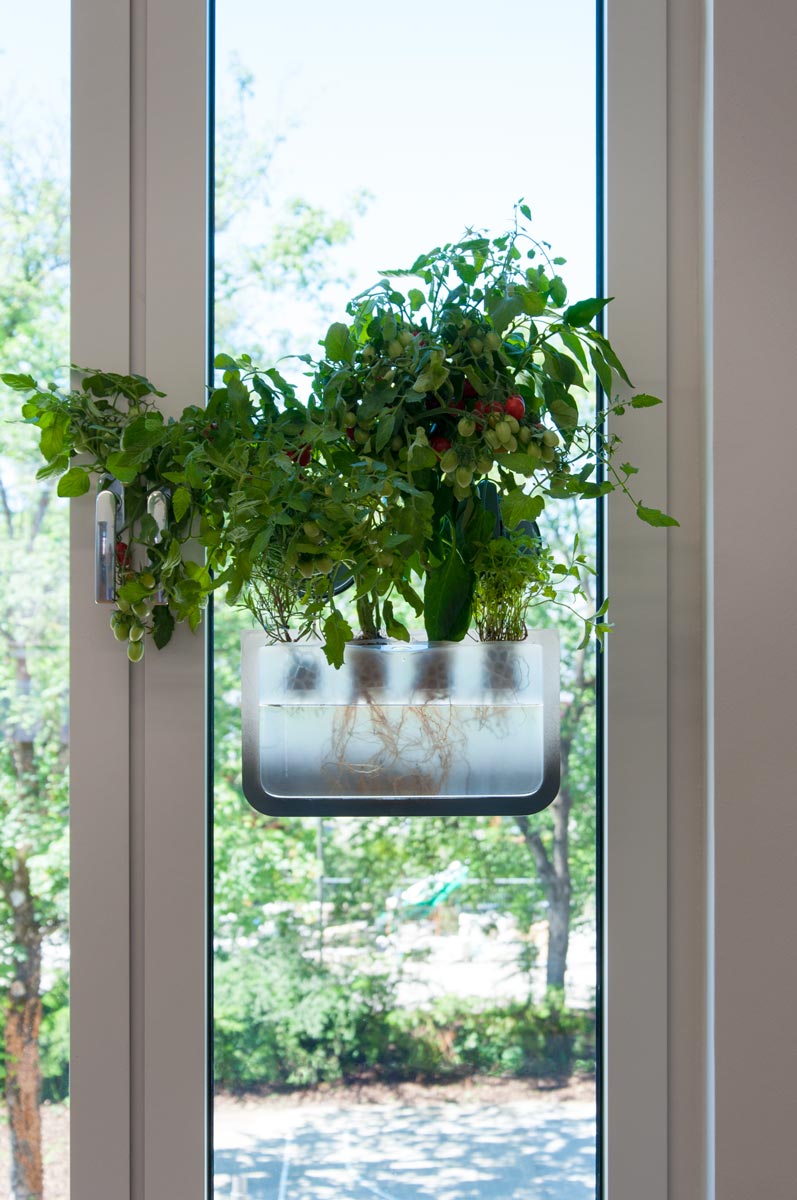 front of the window bed with plants